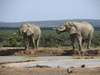Elephant House - Wildlife